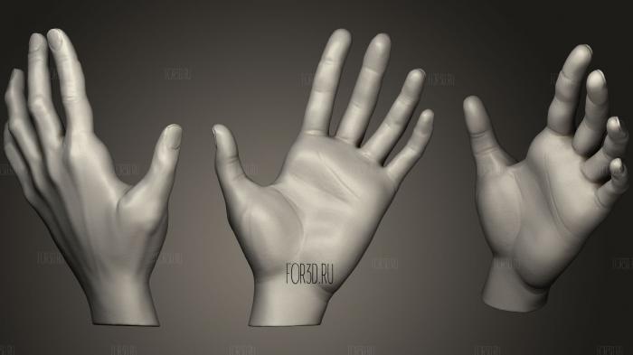 hands Anatomy Study stl model for CNC
